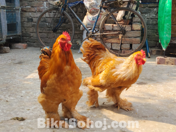 বাফ ব্রাহামা মোরগ